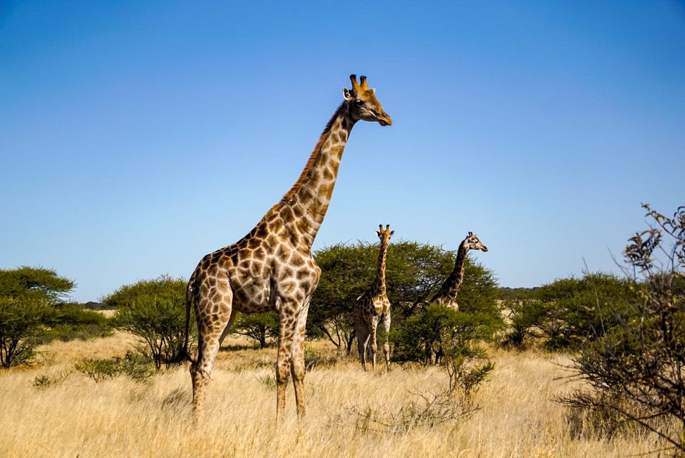 Giraffen im Central Kalahari Game Reserve