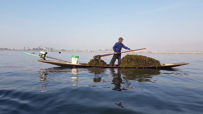Seaweed harvesting.