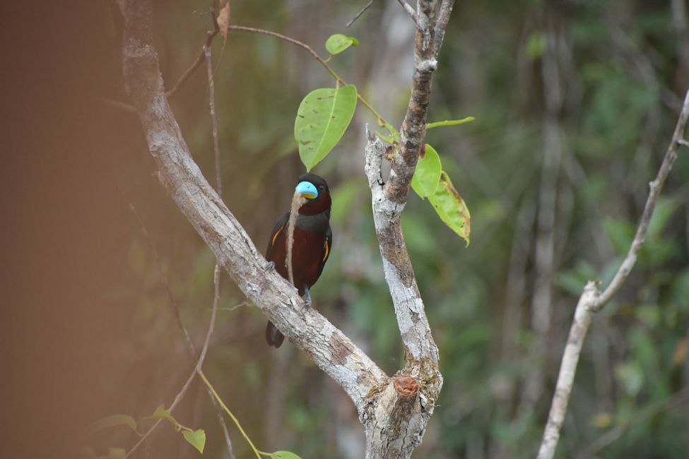 Indonesia - Borneo - Tanjung Puting NP - Crimson Sunbird