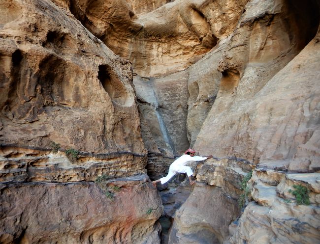 Gacela del desierto Firaz