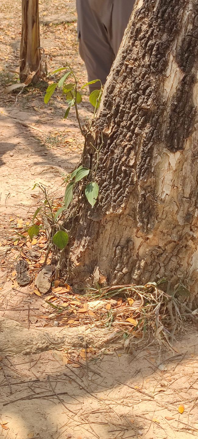 Hier wächst der Pfeffer eigentlich. Am Baum.