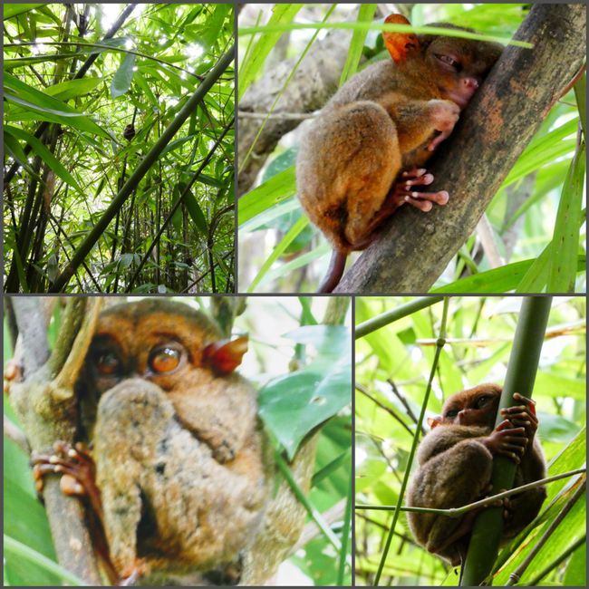 tarsier - bohol
