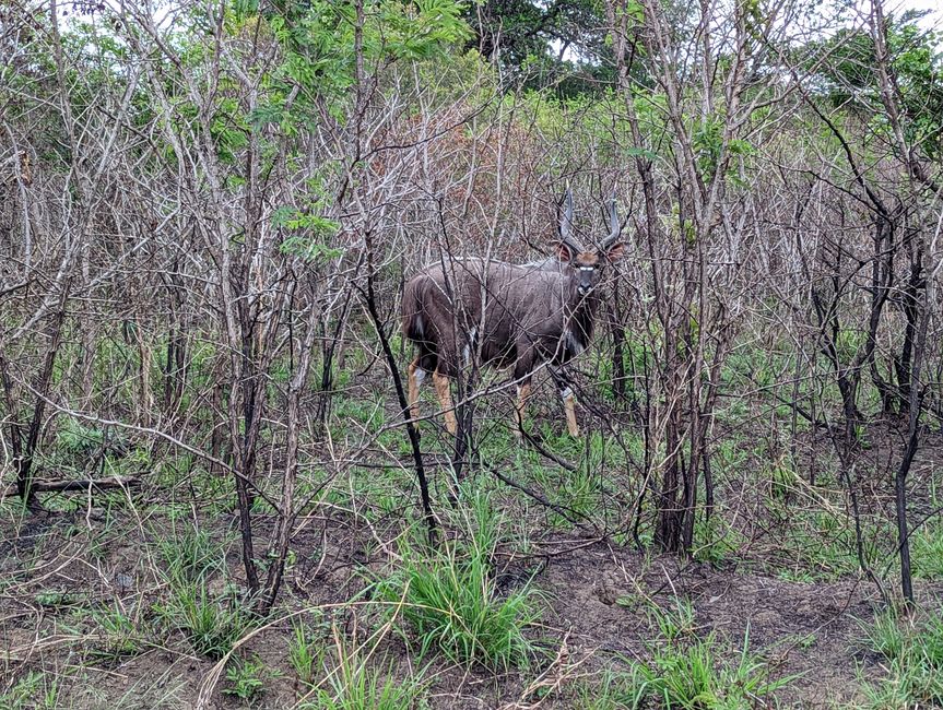 Hluhluwe-Imfolozi-Nationalparks