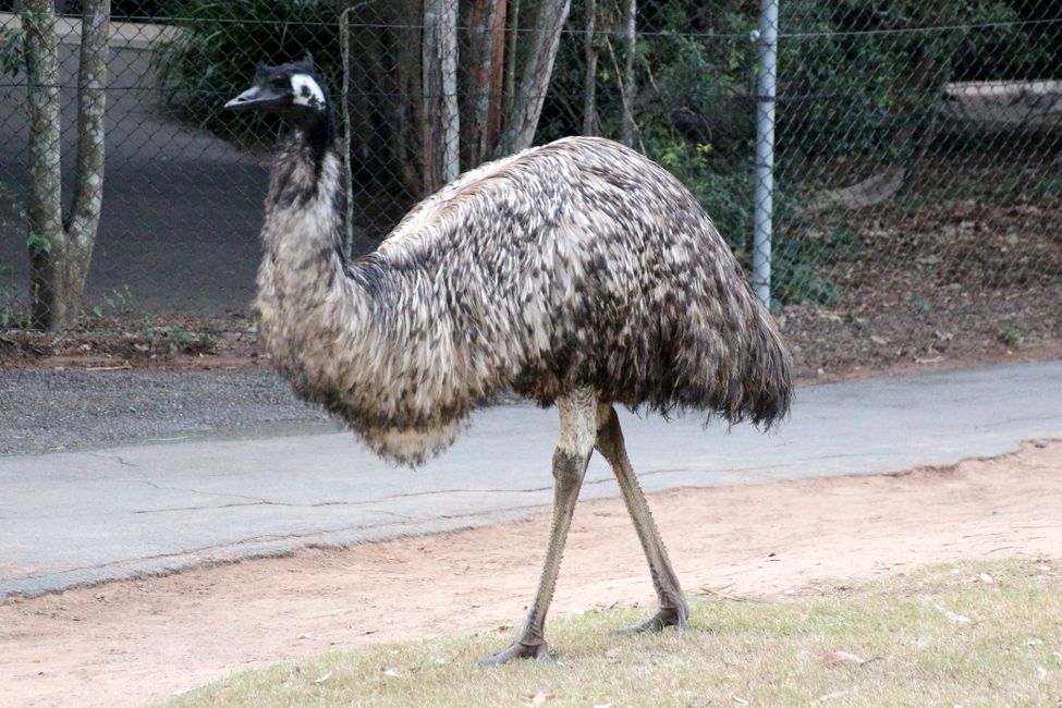 Emu - wider Erwarten ganz lieb und zahm