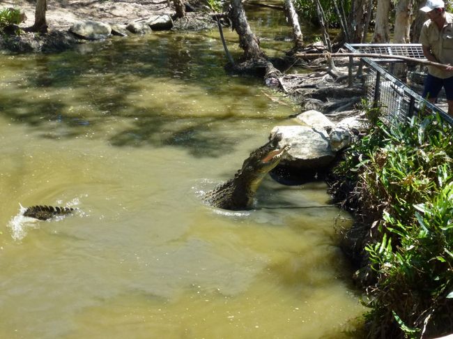 Hartleys Crocodile Adventures - Salzwasserkrokodilfütterung