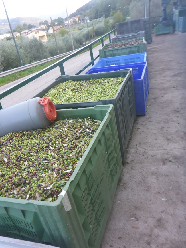 Jeder bekommt seine Oliven gepresst 