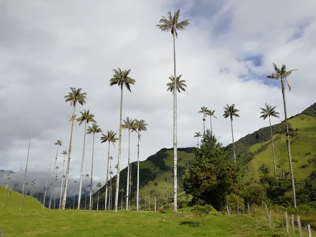 Valle de Cocora nahe Salento mit bis zu 45 m hohen Quindío-Wachspalmen. Sie sind die höchsten Palmen der Welt und repräsentieren seit 1985 den Nationalbaum Kolumbiens. 