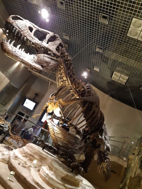 der hockende T-Rex im Museum of Nature and Science 🦖