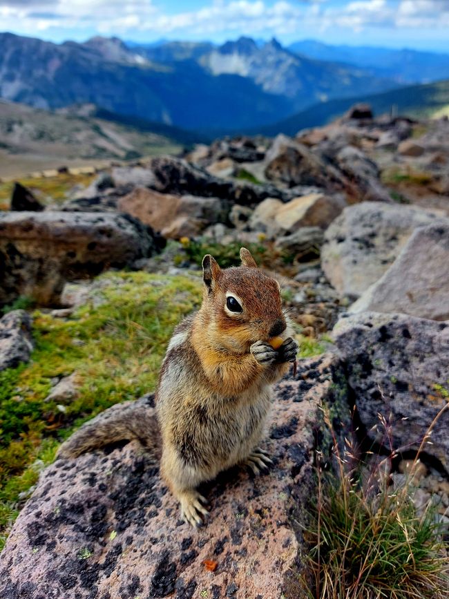 Cute golden-mantled ground squirrel nibbling on a stolen nut