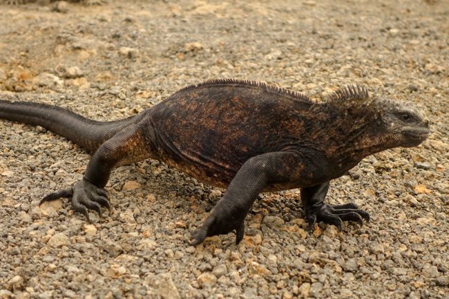Frisch gebadet geht es in aller Seelenruhe zurück zum Nest. Mit der Größe haben die Iguanas nicht mehr viel zu befürchten. 