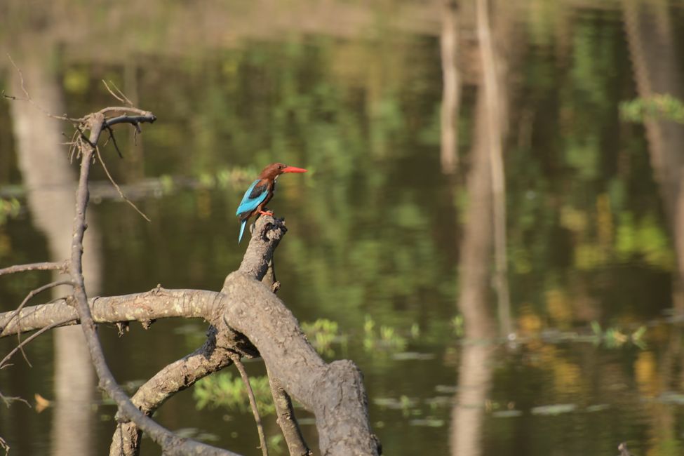 India - Madhya Pradesh - Kanha NP - Kingfisher