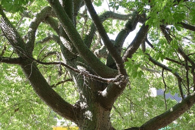 Wer kennt diesen Baum mit Stacheln? 