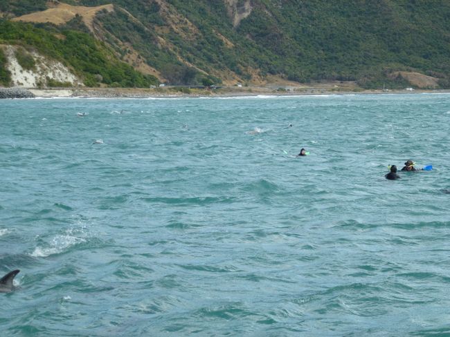 Dienstag, 04. Februar, Kaikoura und schwimmen mit den Delfinen