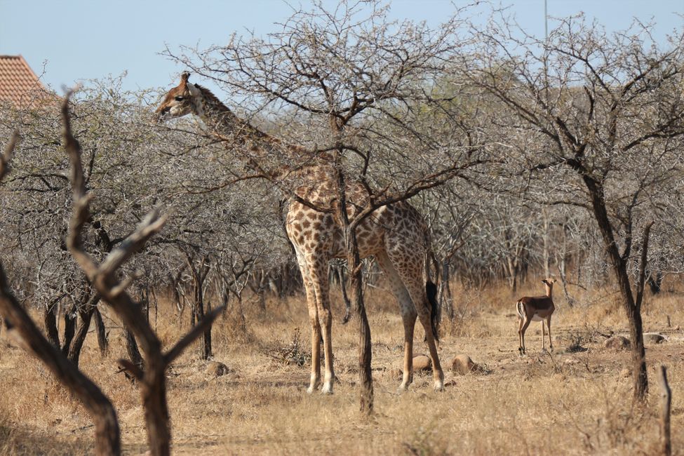 Dag 18: E Gaart voller Giraffen & zréck op Johannesburg