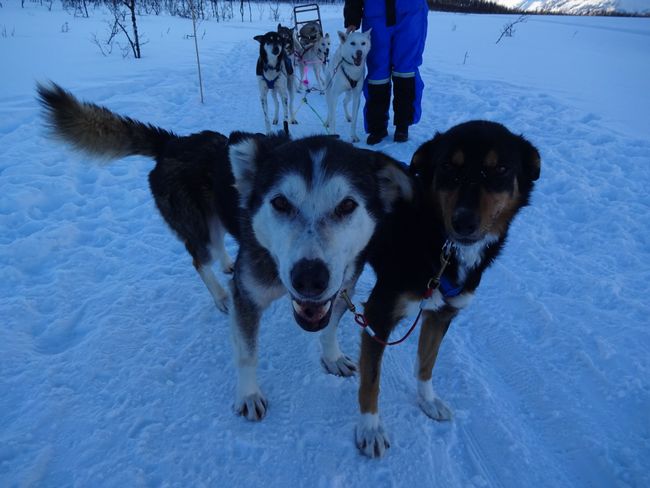 Ragnarok and Pfiffi as lead dogs