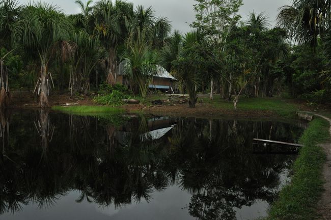 Fish farming in the rainforest