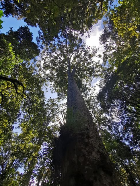 Bosque de Uretiti-Waipu-Tinopai