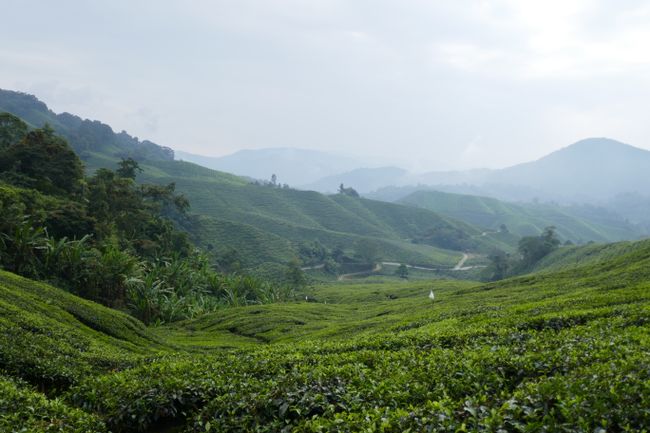 The BOH tea plantations. Malaysia's most well-known tea brand since 1929.