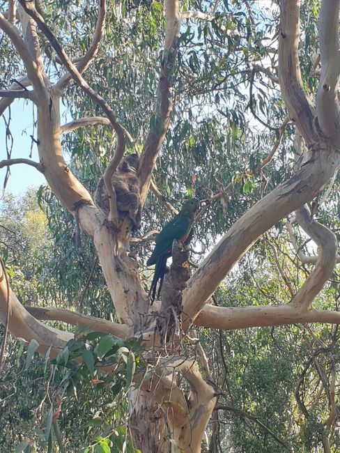 Koalas and parrots in Kennett River