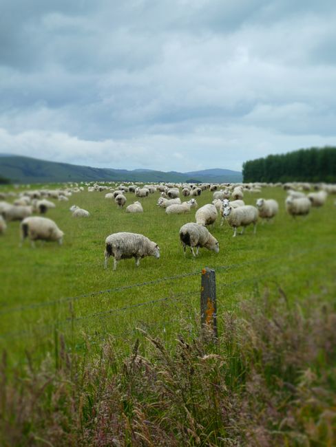 ein, zwei, drei, viele Schafe!