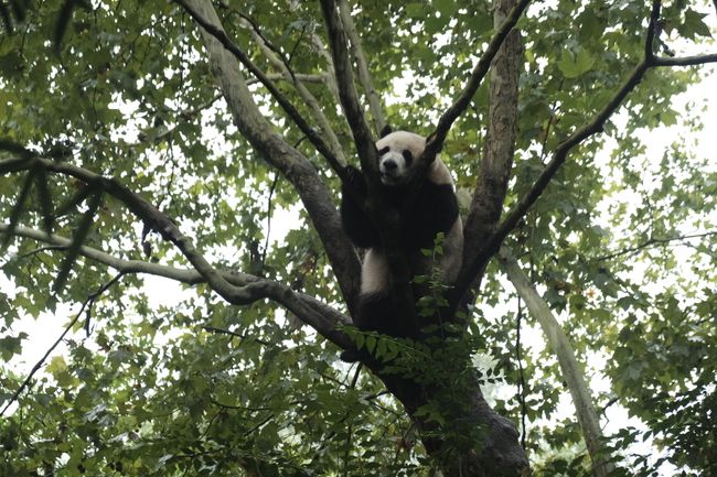 Сигезенче бүлек: Панда булырга теләүчеләрдән