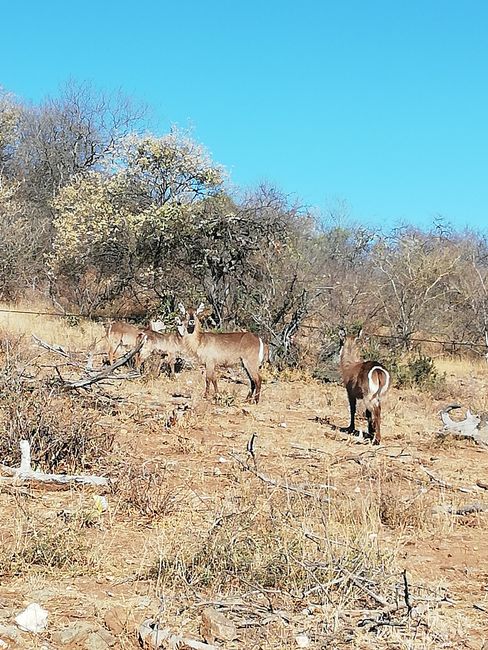 Safari in South Africa :) (08-11 September)