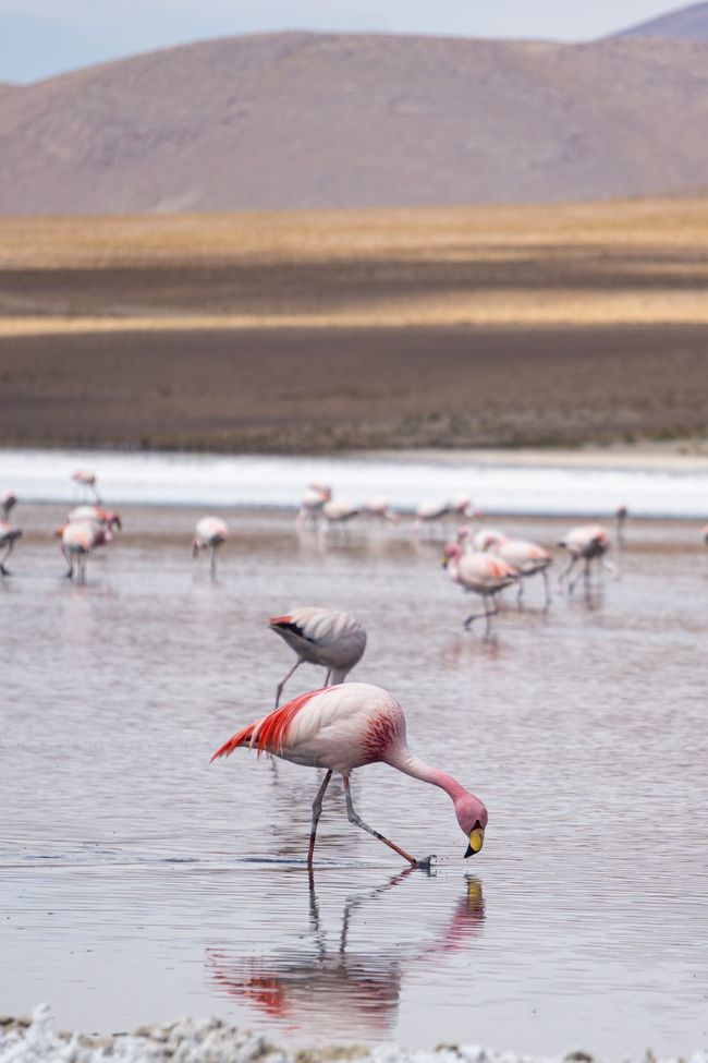 Flamingos an der Laguna Cañape