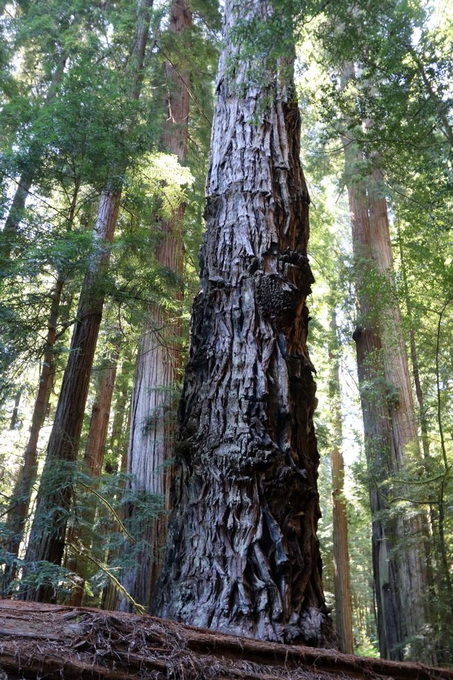 Redwood Ulusal ve Eyalet Parkı / Kaliforniya