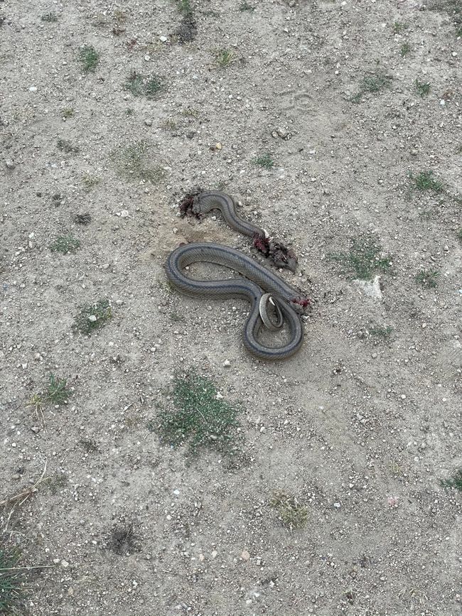 Killed snake