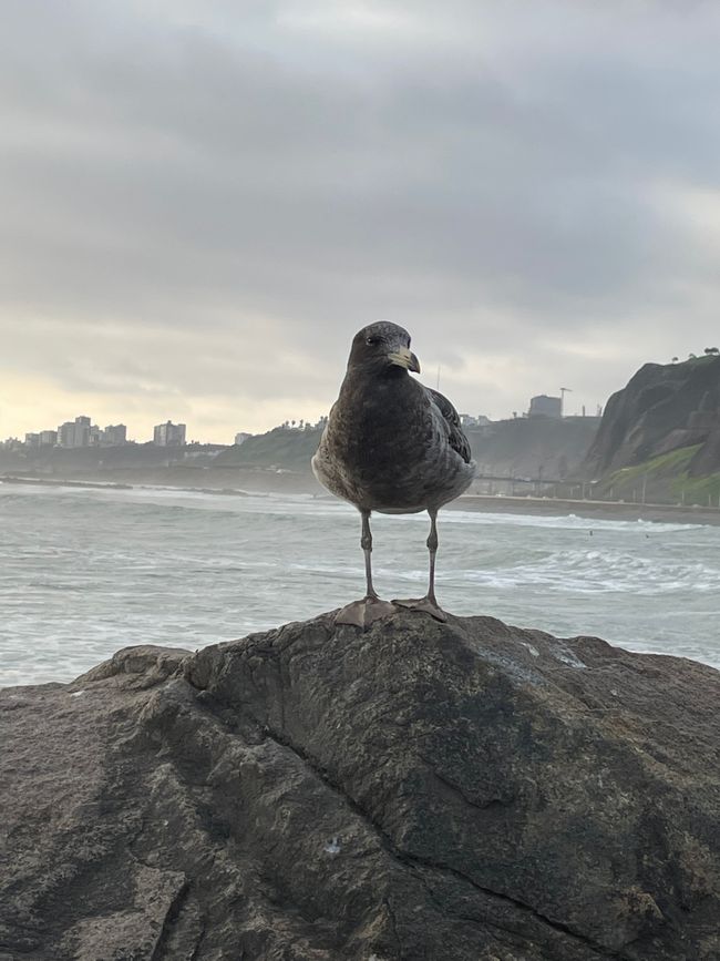 Seagull in Lima