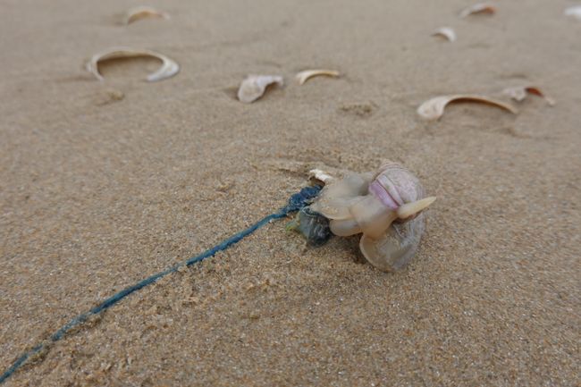 Diese Schnecken waren über den ganzen Strand verteilt