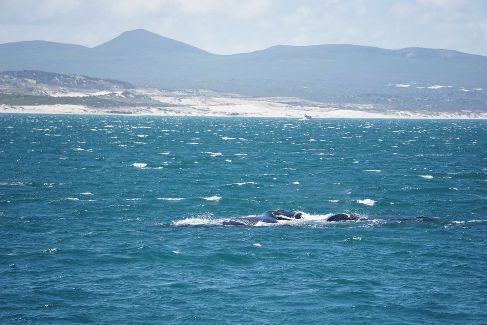 Hermanus ♥️