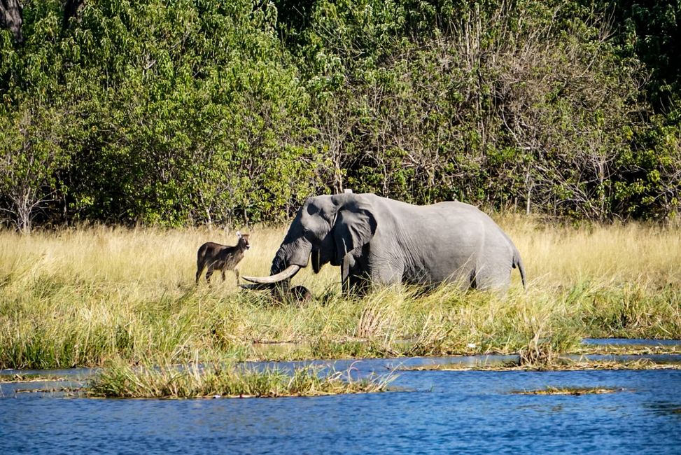 Huge elephants and cute waterbucks in the Okavango Delta