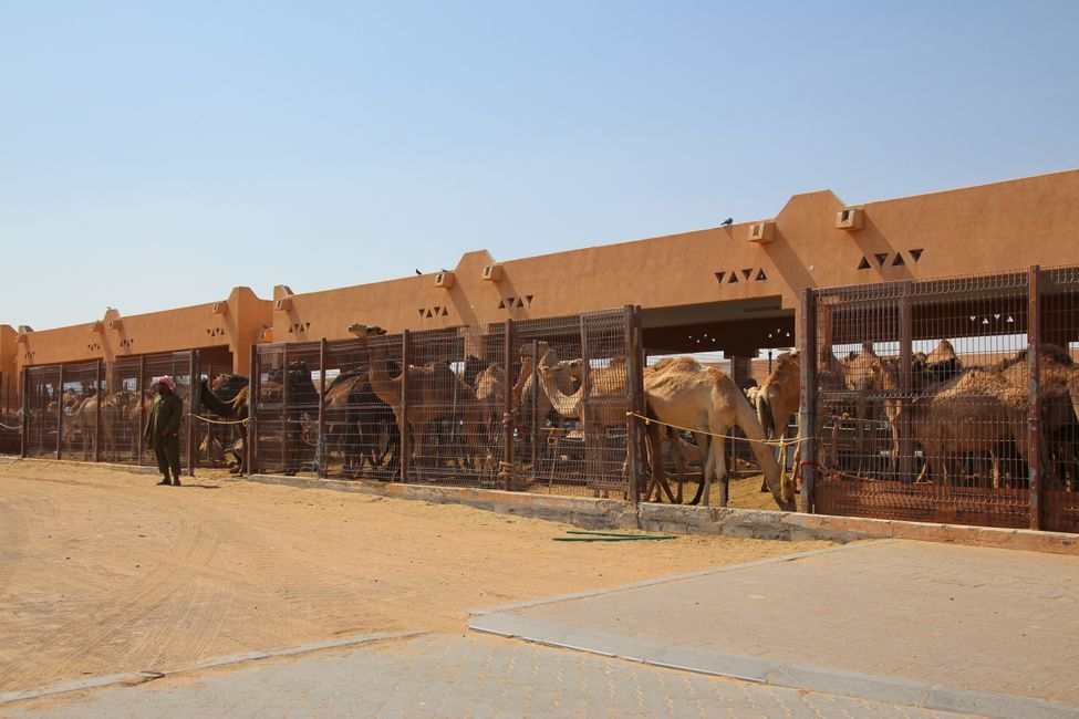 Livestock transportation in the UAE