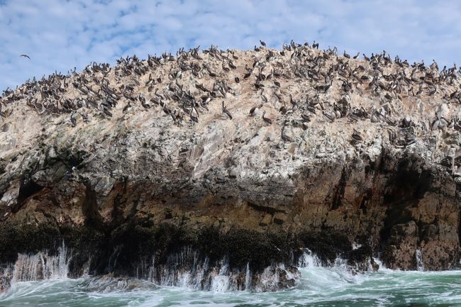 Paracas National Park: a paradise for animal observations