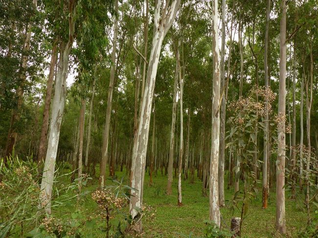 Wo kein Mate wächst - wächst Eukalyptus