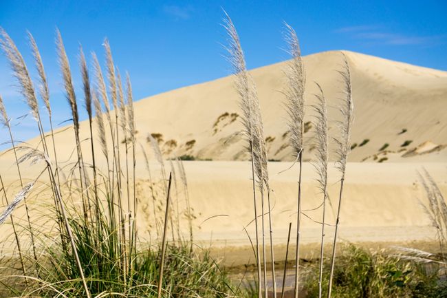 The Great Sand Dunes, ein "must-do" in Neuseeland