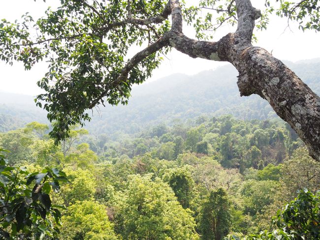Ban Houayxay, Laos: The Gibbon Experience
