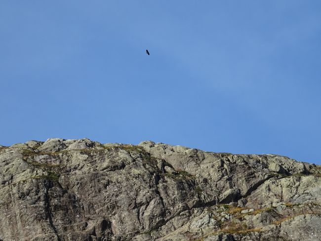 An eagle above Heleberget