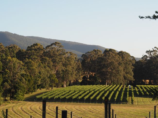 9.1.19 From the Grampians to the Yarra Valley. What was Black Saturday?