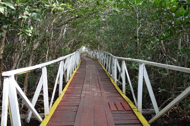 Path through the mangroves