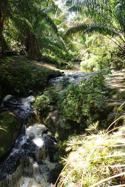 Day 232 and 233 in Bako National Park