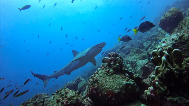 ein Galapagos Hai auf der Pirsch