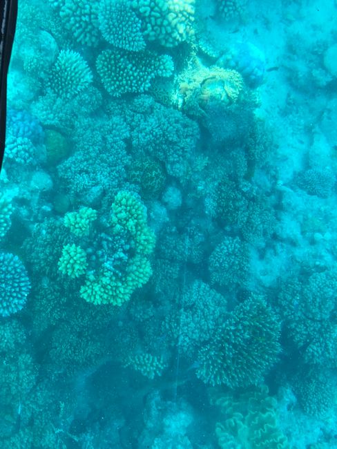 Korallen mit tollen Farben..