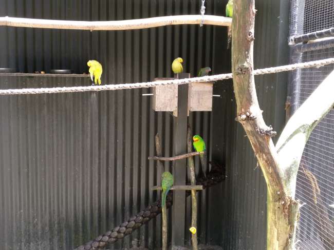 Parakeets at the Kiwi Encounter 1