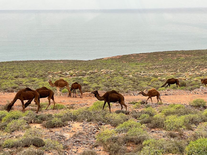 Dromedaries and sheep grazing peacefully in front of the sea.