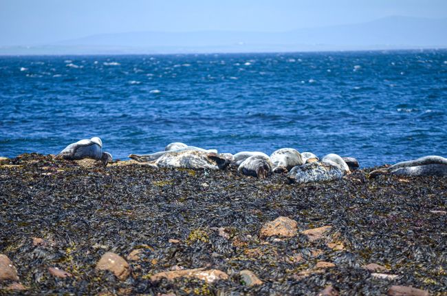 Tag 74 - Seals, Dunnet Head and many impressions