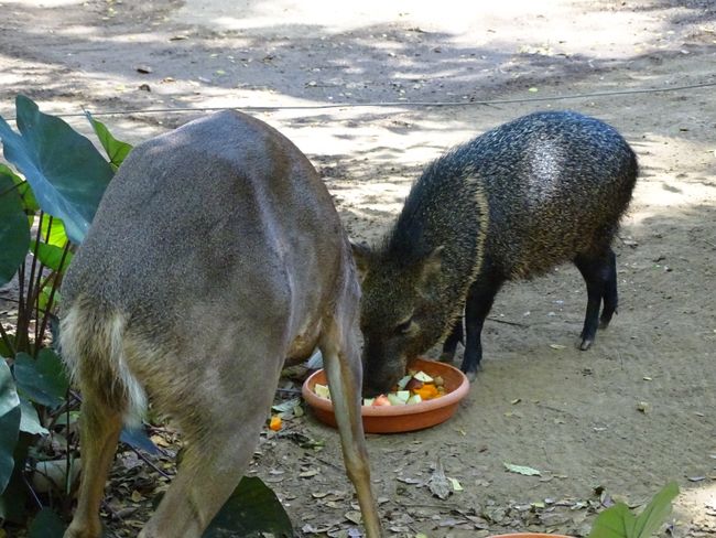 White-tailed deer and peccary