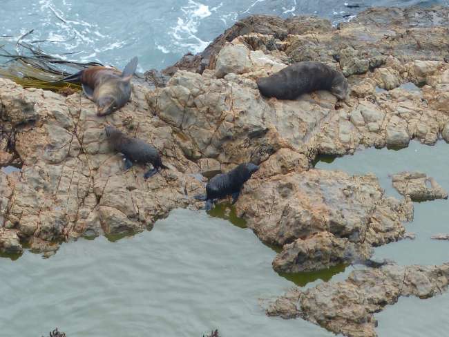 Seals at Nugget Point