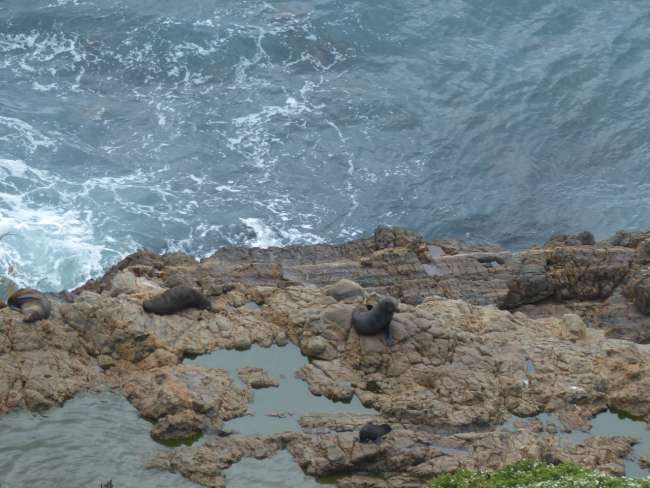 Seals at Nugget Point